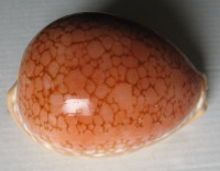 Cypraea broderipii  Sowerby,1832 